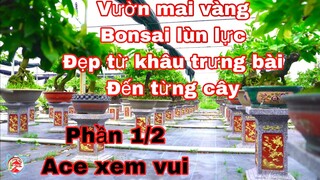 Vườn mai vàng bonsai lùn liền quá đẹp phần 1/2 .Mai vàng Út Thạch