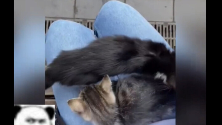 Ada kucing di paha saya! Wuuu wuuu, lucu sekali! Masukkan saya ke dalam sana!