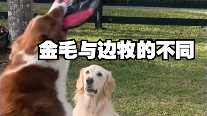 Antara golden retriever dan border collie, pemikirannya sangat berbeda!