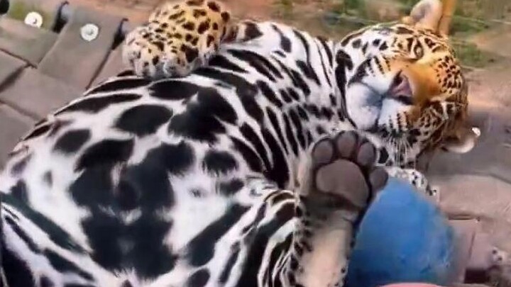 Trước đây tôi là một con mãnh thú, cho đến sau này thì được bao ăn bao ở.