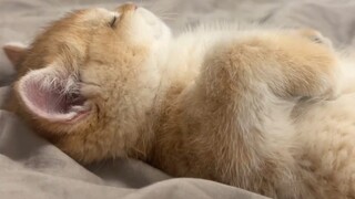 Mèo: Tôi trẻ tuổi ngủ thêm chút thì sao nào?