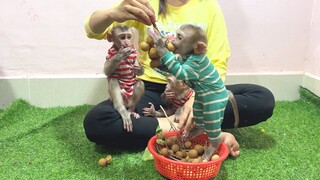 The three sibling monkeys enjoyed Logan Fruits