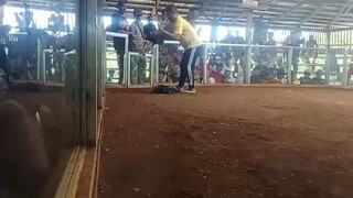 PILAY TARE !! LOSE. My Boston CHOPSUEY lines stag vs a very aggressive red bullstag.