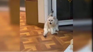 Khi các Boss tấu hài cùng Sen P.10