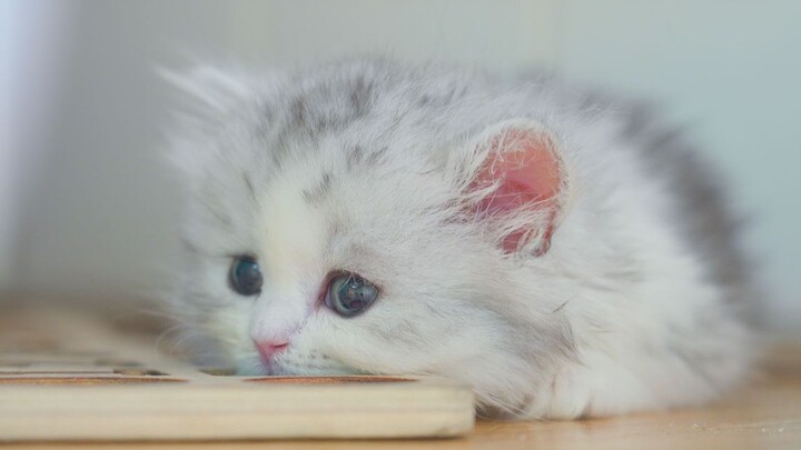 Strange Trivia About Cats’ Eyes~