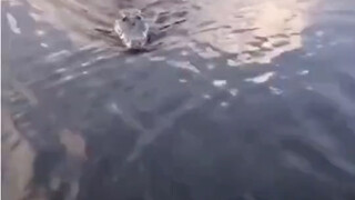 拿回来的时候发现变成了真的