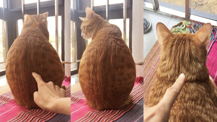 Nhìn thấy bóng lưng thế này là chỉ muốn chọc một cái, bạn có kiềm chế được không?