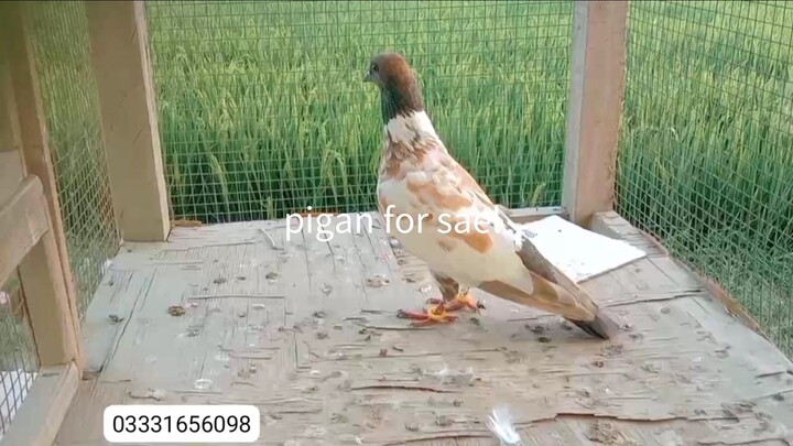 pigan for sael