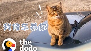 แมวนักสังคม ทำงานออนไลน์ หาที่ฝึกงานในอู่ซ่อมรถให้ตัวเอง