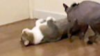 นี่แหละคือแขนดอกไม้ในตำนาน...