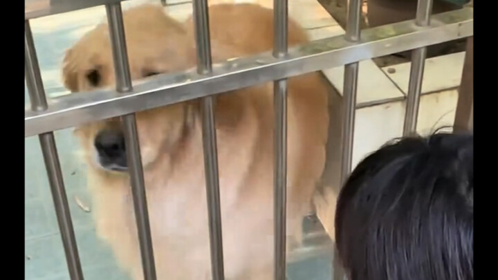 Anjing menggigit sepatu sebagai tanda bahwa ia tidak akan menggigit, lalu secara sukarela mempersila