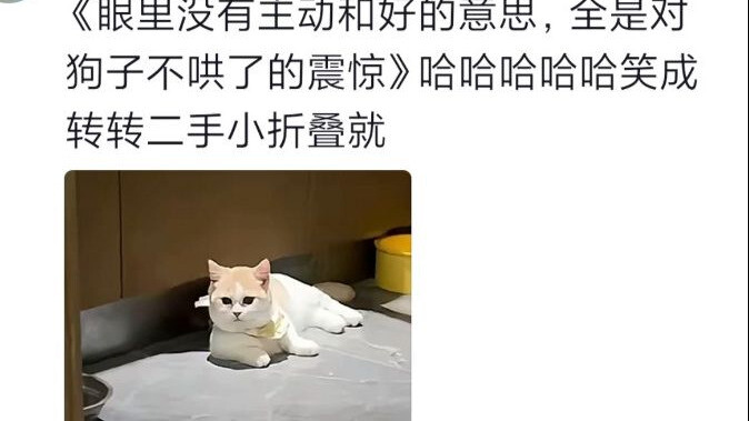 The little dog wants to make up with the little cat but feels too shy to go over—each one assumes th