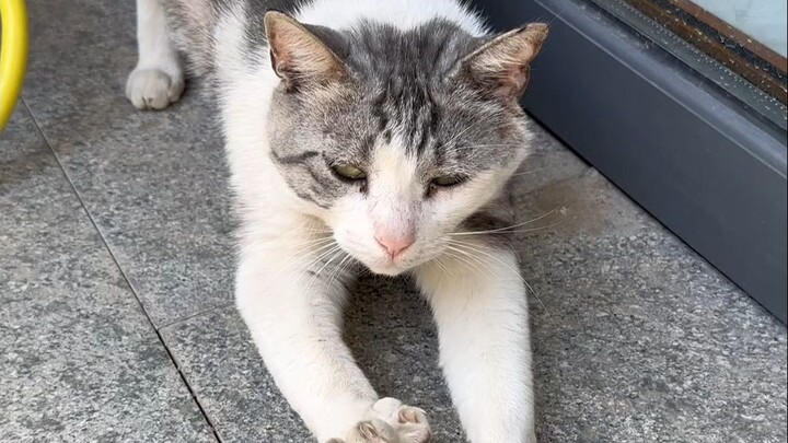 How big is the combat power gap between Elvis the cat and an ordinary housecat?