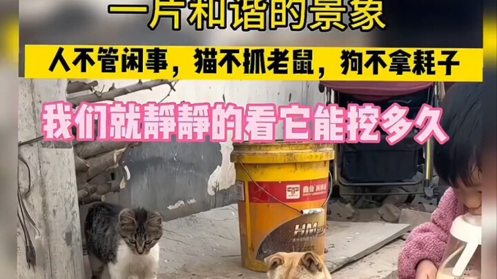 一个专心吃奶，一个不管闲事，一个不想管，场面很和谐