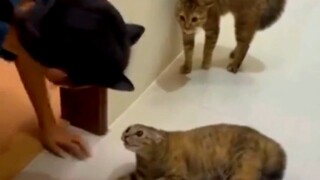 Scared the cat to death