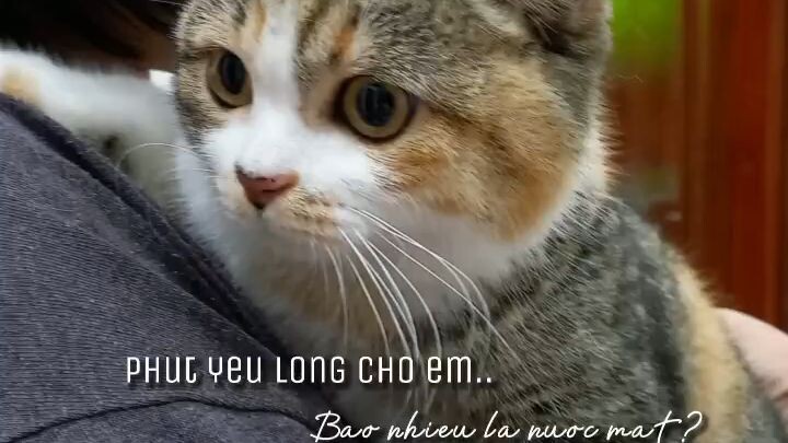 mèo mk xinh khu😽