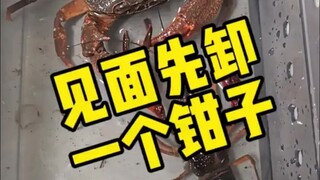 Seberapa kuat capit kepiting?