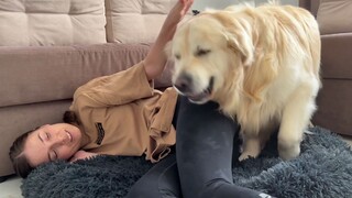 Bagaimana reaksi seekor anjing golden retriever saat mengetahui sarangnya telah ditempati pemiliknya