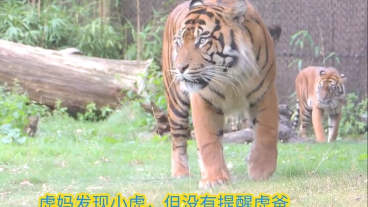 “Si anak harimau menyergap ayah harimau, lalu ibu harimau segera memukuli si ayah harimau”