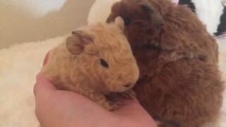 A 3-day-old guinea pig baby... doesn't its squeak sound like glass being wiped?