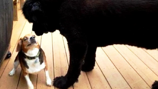 สัตว์ตลกๆ - แมว / สุนัขตลก - วิดีโอสัตว์ตลก 106