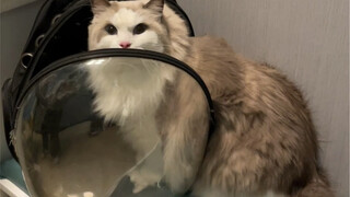 The troubles of a big cat are unimaginable to other kittens