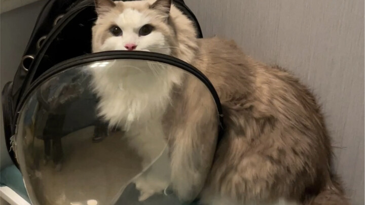 大型猫的烦恼其他小猫无法想象