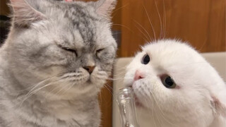 Have you ever seen a cat this cute yet so timid? Skye's eyes are absolutely dramatic!