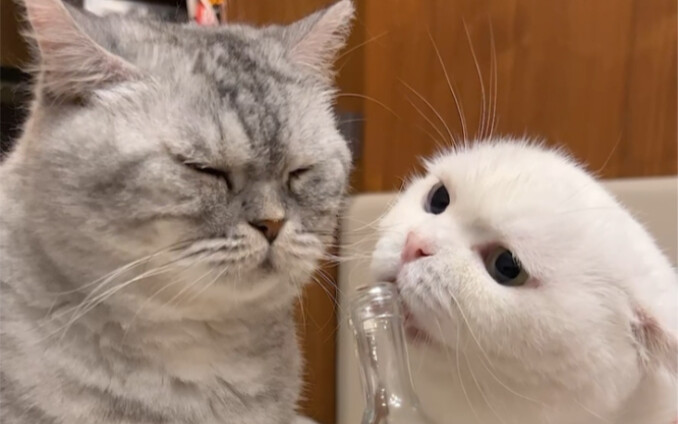 Have you ever seen a cat this cute yet so timid? Skye's eyes are absolutely dramatic!