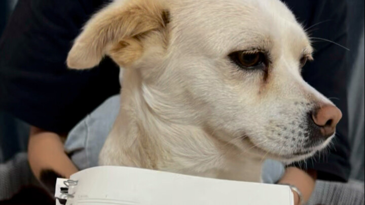 The Debt-Collecting Journey of the Little White Dog Who Snuck My Spicy Hot Pot