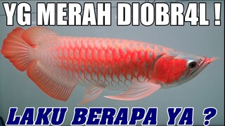 HARG4 ARW4N4 SR SUDAH TIDAK MASUK AKAL‼️ ARW4N4 SUPER RED KOLEKSI CV RED FORMOSUS AQUATIC TERMURAH