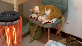 3 วิธีให้แมวอบอุ่น สัญญากับฉัน อย่าหัวเราะ