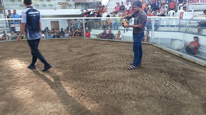 BLACKSKIN PUMPKIN HATCH WIN #JAMBALAYA2HITS#NNC