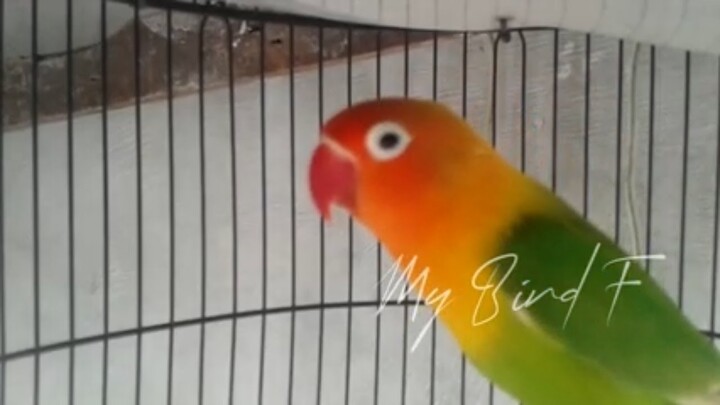 RAJA NGETIK ini Melatih LOVEBIRD PAUD Ngekek, Hanya 1 Menit saja BISA NYAUT NGEKEK, BUKTIKAN