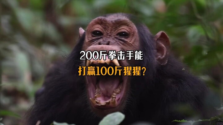 Could a 200-pound boxer beat a 100-pound chimpanzee?