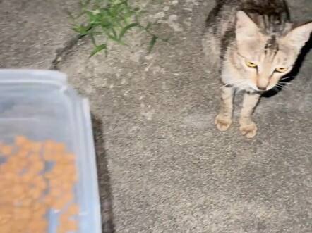 Tabby Cat: I’ve accepted this bounty on the江湖