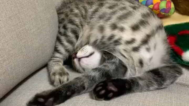 Tư thế ngủ của mèo có thể kỳ quặc đến mức nào?