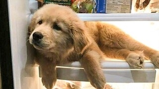 ลูกสัตว์น่ารัก Videos Compilation cutest moment of the animals - 🐶 Cutest Puppies 9 🐶