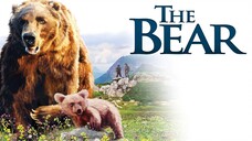 Watch movie [The Bear  Face to Face with the Bear (1988) Trailer] link in description:
