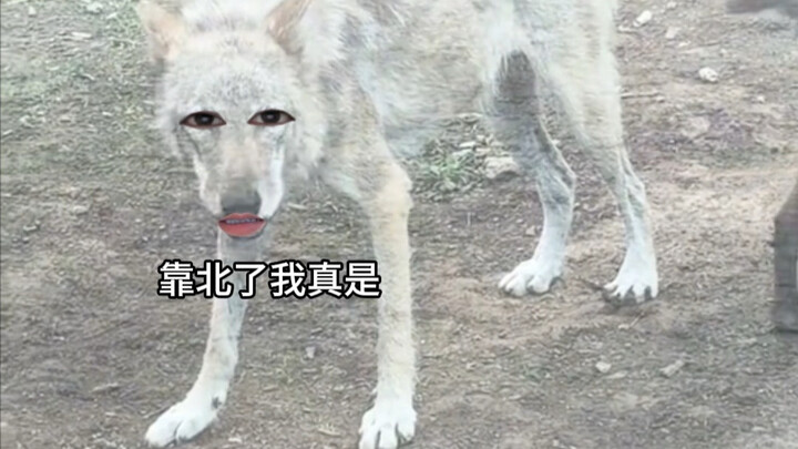 Wolf: Who doesn’t know lamb is delicious?