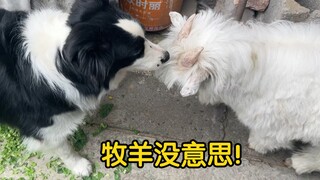 The Border Collie is obsessed with herding chickens and shows absolutely no interest in the sheep bo