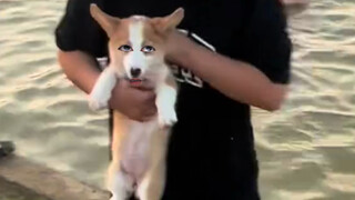 Corgis cannot be excited!