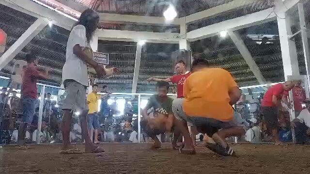 1st fight, 1st win 2cock ulotan. bulik