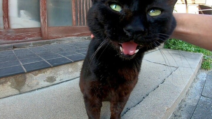 Kucing hitam yang sampai menjerit keenakan saat digelitik, reaksinya sangat menggemaskan!