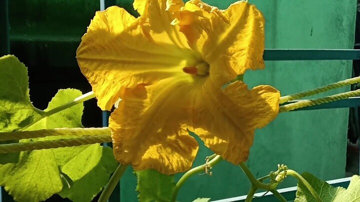 Morning Surprise - Squash Flower Bloomed