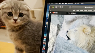 I intended to punish the kitten Lulu who interferes with my work