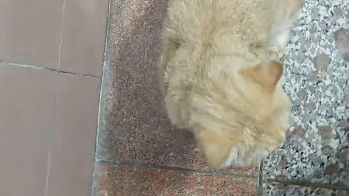 🐱: แกน่ะสิไม่มีใครต้องการ