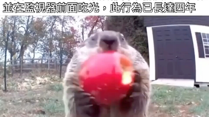 Groundhog: See? I’m just eating—didn’t take any away, and I’m not wasting anything.