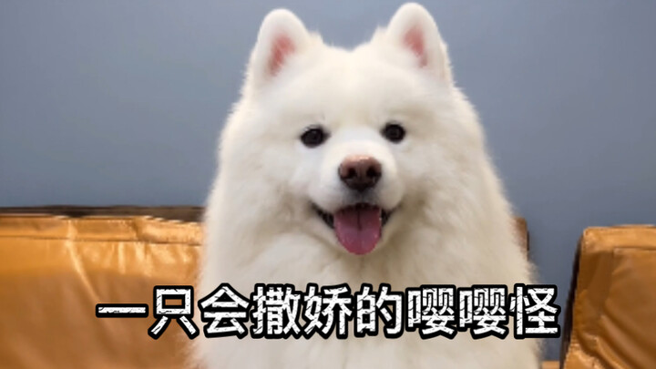 Chàng trai lực lưỡng lại làm nũng rồi!