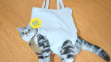 Menggunakan kucing untuk membuat tas?